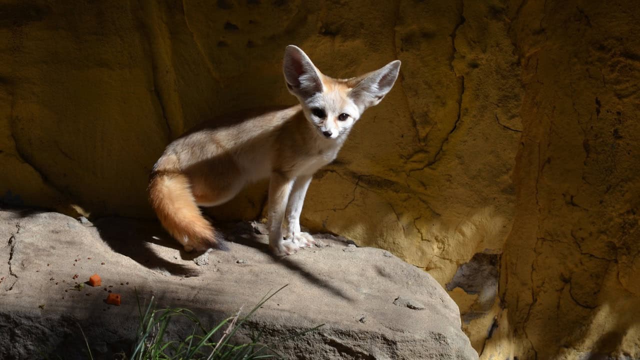 article sur le fennec